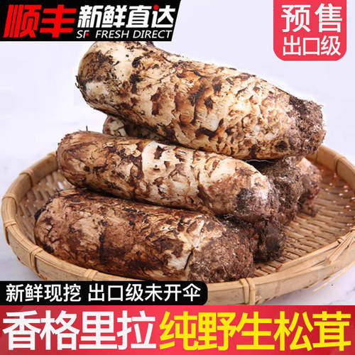 香格里拉新鲜松茸菌野生特级500g