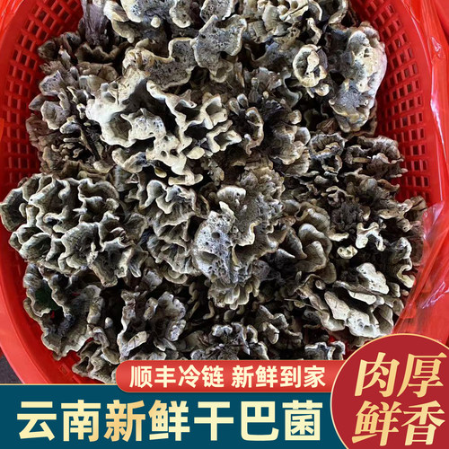 云南当季现采野生新鲜干巴菌500g