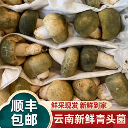 云南现采新鲜青头菌当季野生菌变绿红菇青冈菌绿豆菌煲汤蘑菇500g