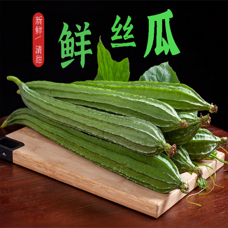 河北新鲜八棱丝瓜产地直销带棱笨丝瓜有楞土丝瓜现摘四斤包邮生吃