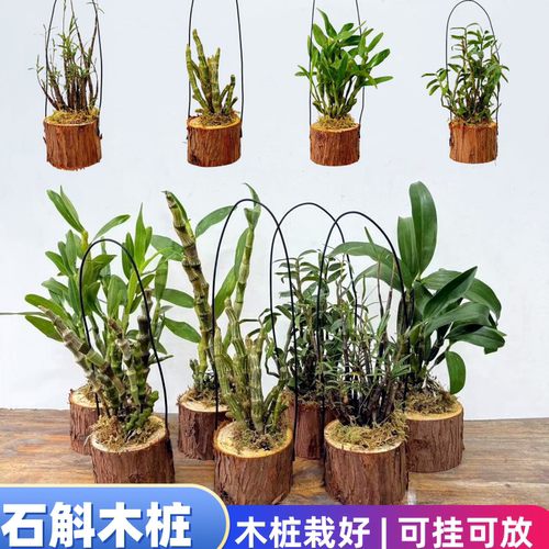 精选石斛枫斗木桩栽好铁皮