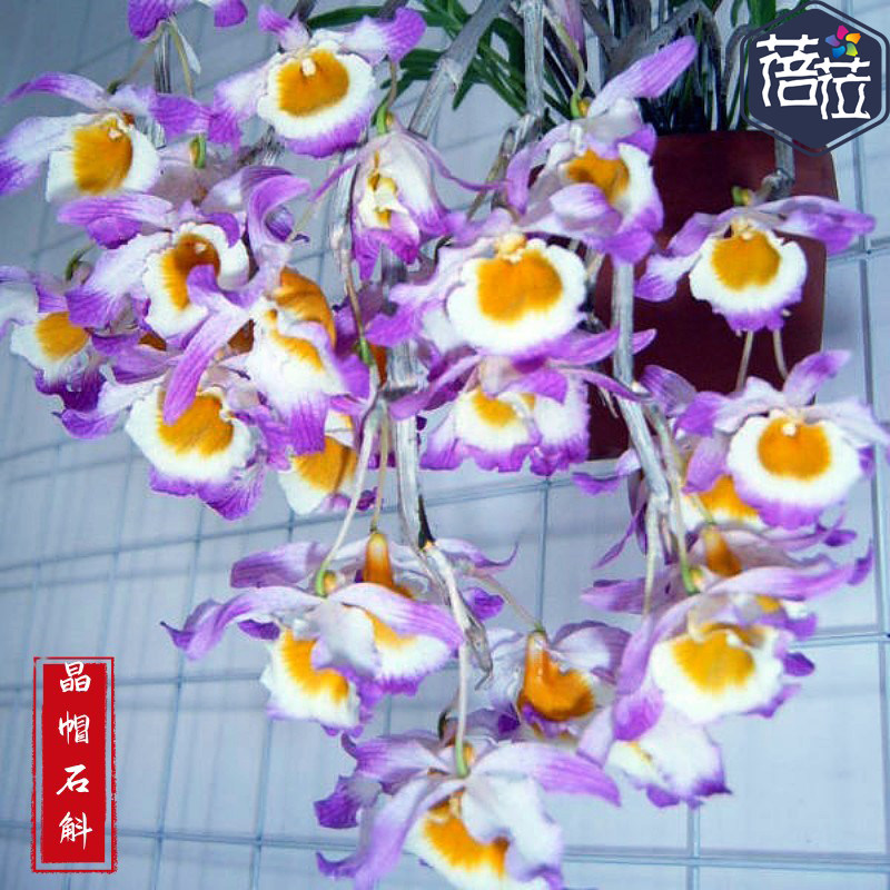 晶帽石斛 石斛兰花 粉色花量大瀑布吊养石斛附生兰吊兰洋兰花盆栽