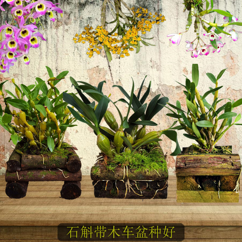 石斛盆栽 木车种好 金钗鼓槌铁皮 叠鞘黑毛球花石斛 带木车盆种好