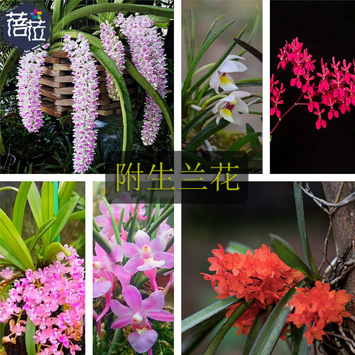 附生兜兰短距大花净化空气