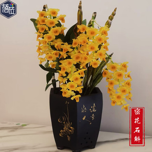 蜜花密花石斛兰 铁皮枫斗可观赏 可食用兰花球兰花吊兰花洋兰阳台