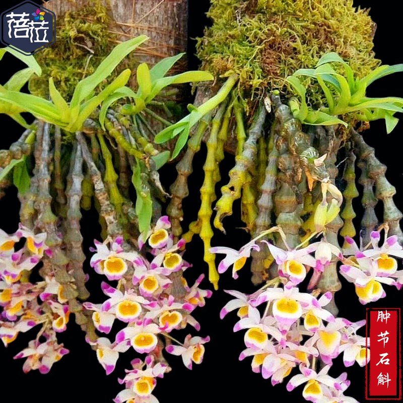 肿节石斛棒节石斛粉色花宝塔石斛