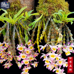 （带花芽）肿节石斛 棒节石斛 宝塔石斛稀有兰花粉色花非常漂亮枫