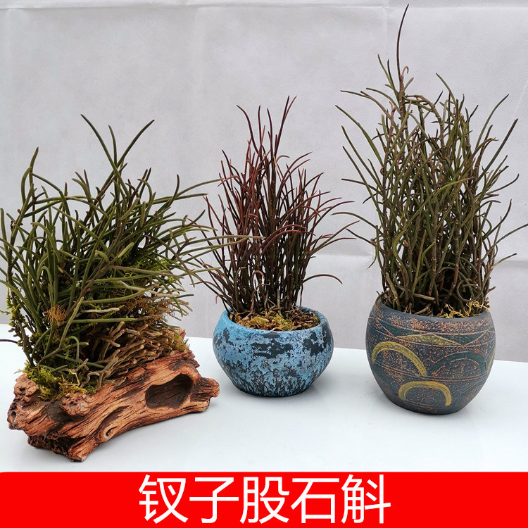 钗子股 棒叶石斛兰铁皮特级吊兰花洋兰花盆栽绿植花卉办公室 桌面