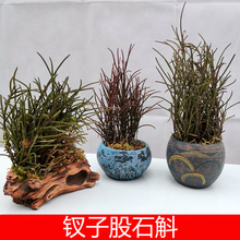 钗子股 桌面 棒叶石斛兰铁皮特级吊兰花洋兰花盆栽绿植花卉办公室