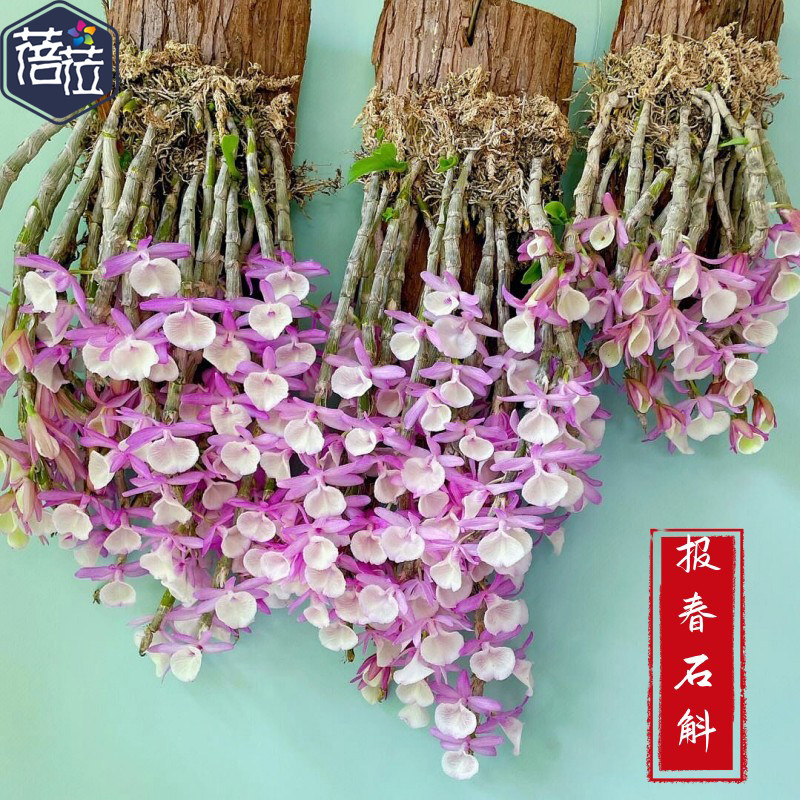 报春石斛吊兰瀑布花量大比铁皮枫斗好养粉色花带香味绿植盆栽盆景