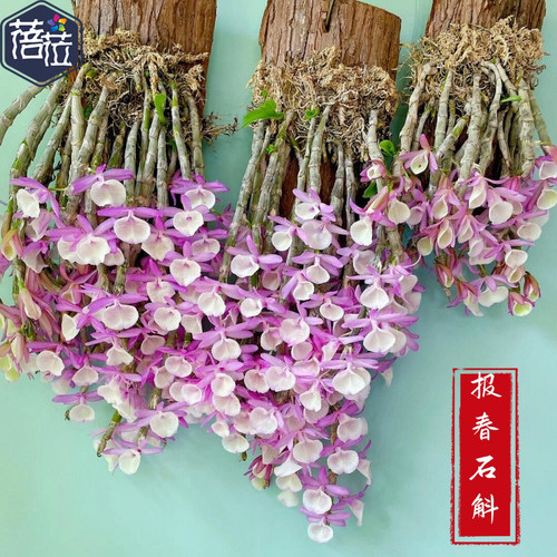 报春石斛吊兰比铁皮好养带有香味