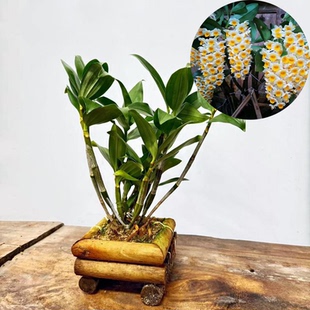 (带车盆)球花石斛木车盆 已经种活熟苗带木盆发货 根已长木盆上