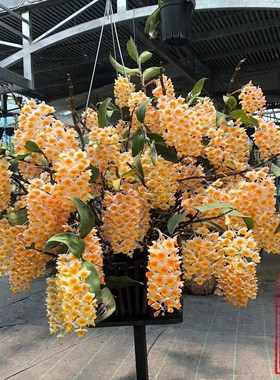球花石斛兰花附生兰苗带叶子铁皮