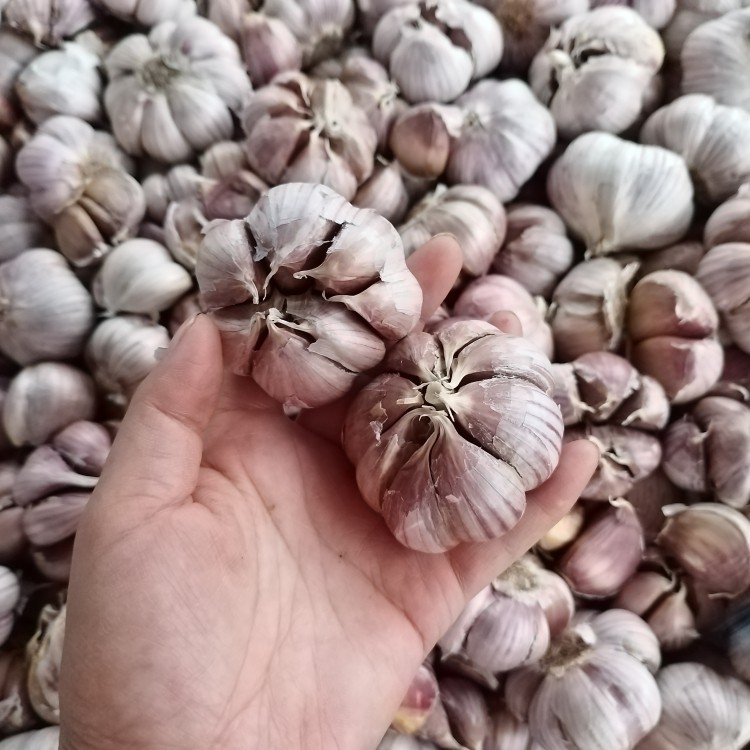 贵州自种本地1000g2件紫皮大蒜