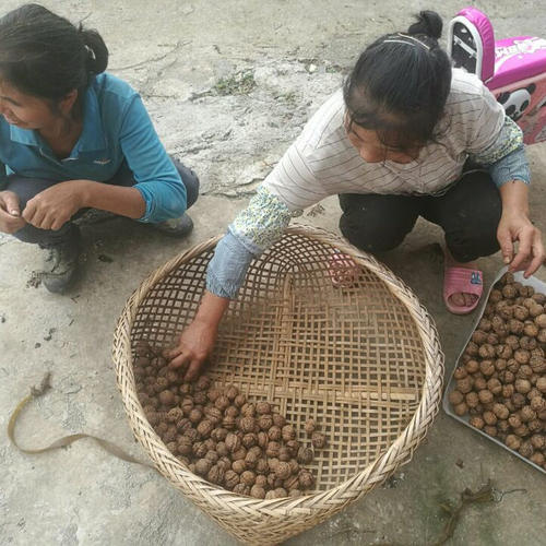 贵州特产土核桃新货核桃山核桃小核桃包邮干核桃无漂白核桃