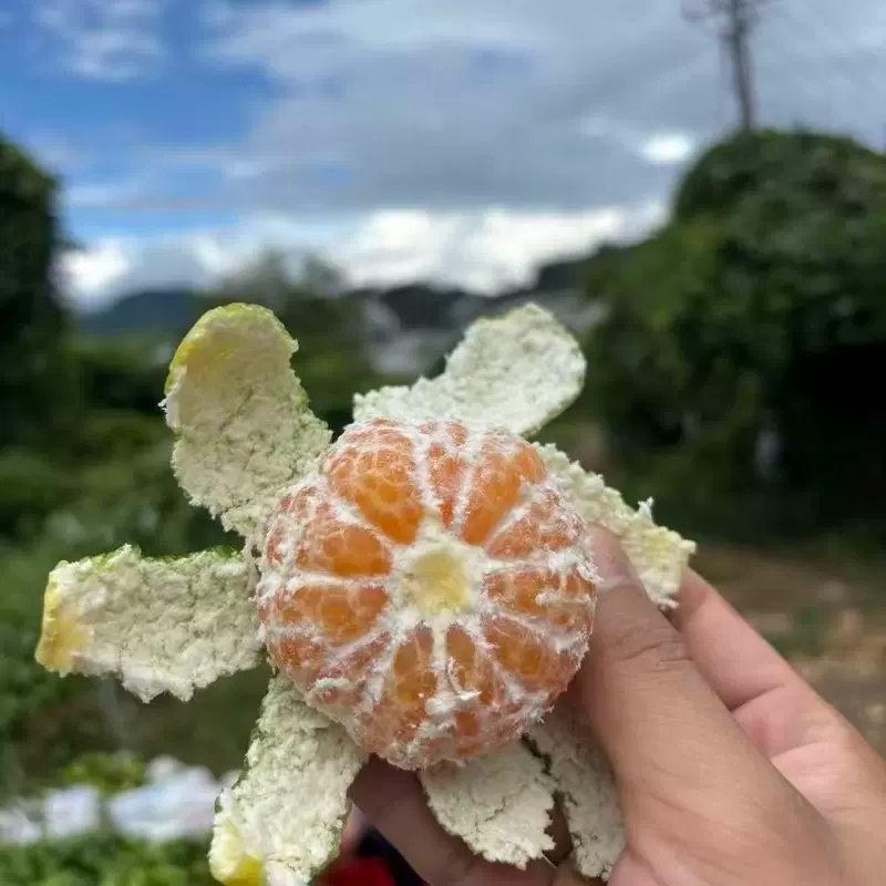 贵州农家自种橘子早熟小桔薄皮水桔子