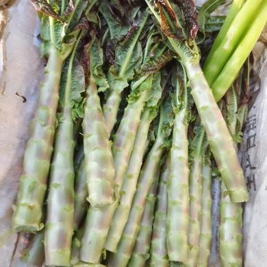 贵州平塘农家自种新鲜红皮莴笋干莴笋苣叶莴笋尖时令蔬菜露天种植