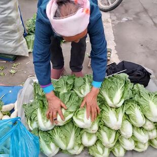 5斤白菜新鲜贵州本地青菜绿叶菜白菜新鲜软叶白菜新鲜杂包邮现摘