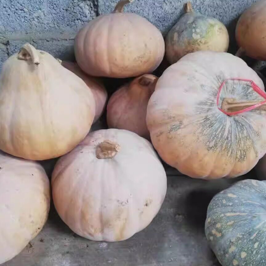 贵州农家自种磨盘老南瓜新鲜圆南瓜现摘宝宝辅食老品种扁南瓜包邮