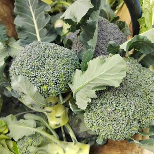 农家自产新鲜现摘现发