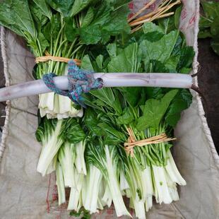 农家牛皮菜新鲜厚皮菜瓢儿菜青菜莙荙菜甜菜贵州平塘时令蔬菜