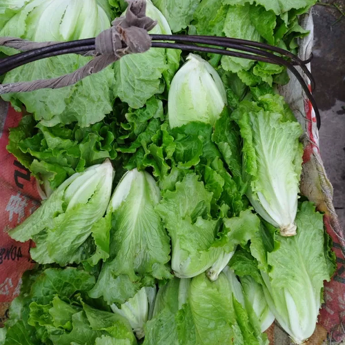 贵州平塘农家肥嫩生菜新鲜现摘现包邮坏单包赔