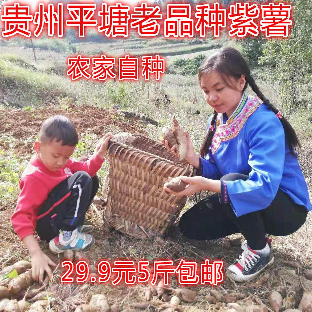 贵州平塘农家现挖自种小紫薯沙地紫心红薯粉糯红薯包邮,水产肉类/新鲜蔬果/熟食,番薯,淘宝优惠券,粉丝福利购,淘宝优惠卷