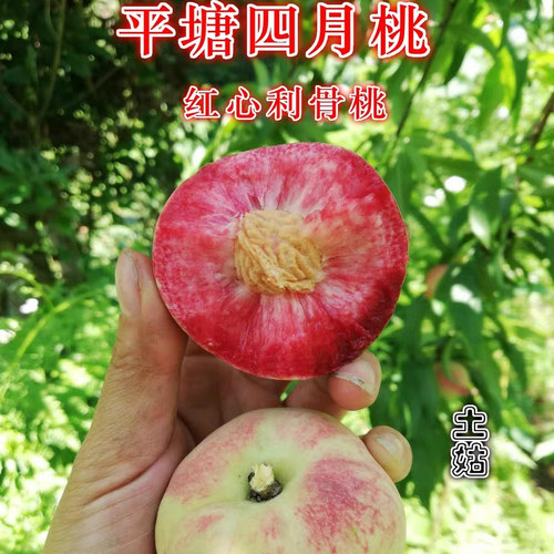 贵州平塘四月桃农家新鲜四月桃应季水果结桃百花桃包邮