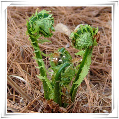 大兴安岭特产黄瓜香野菜