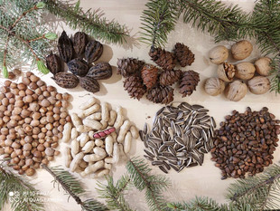 魔王雪地黄山金花松鼠粮食俄罗斯雪松子薄皮松子高品质鼠粮大礼包