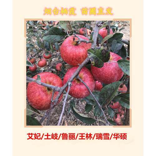 新品种苹果树苗烟台栖霞苗圃直发