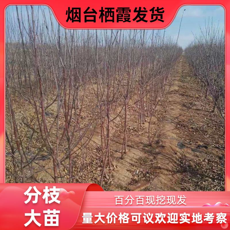 烟台栖霞红富士苹果树苗南北方种