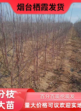 烟台栖霞红富士苹果树苗南北方种植新品种地栽烟富10艾妃2001
