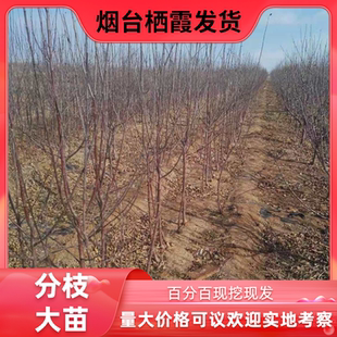 烟台栖霞红富士苹果树苗南北方种植新品种地栽烟富10艾妃2001