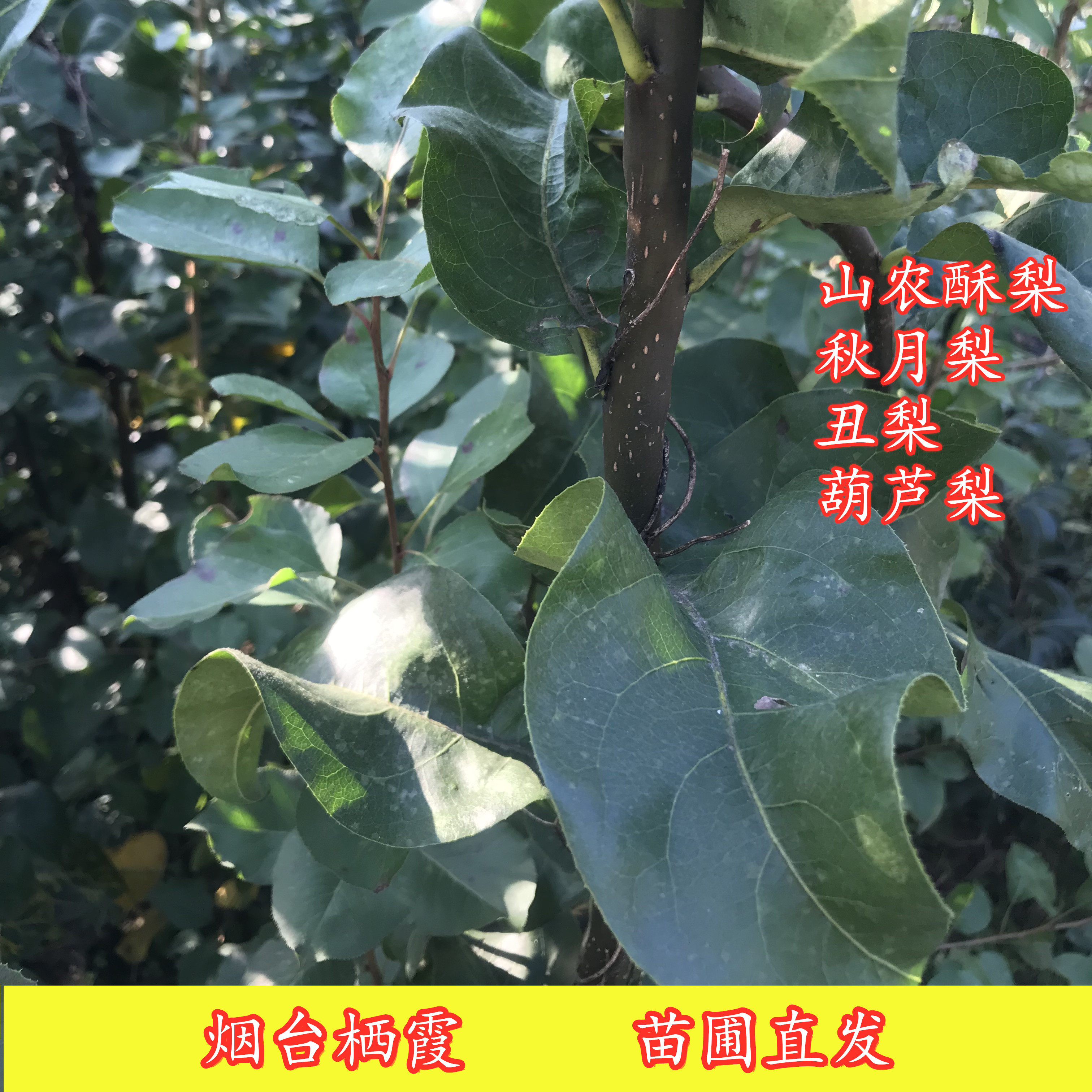 烟台栖霞发货梨树苗山农酥梨丑梨秋月梨葫芦梨杜梨根系包邮