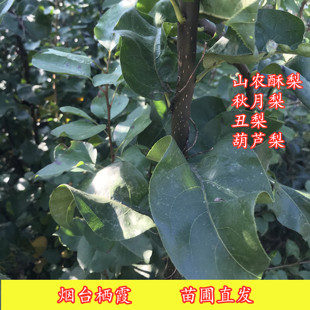 烟台栖霞发货梨树苗山农酥梨丑梨秋月梨葫芦梨杜梨根系包邮