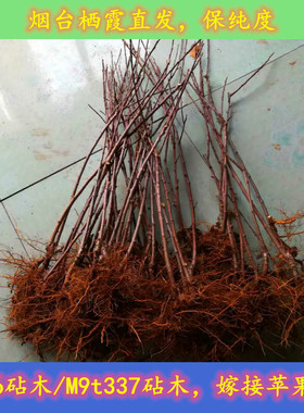 烟台栖霞M26矮化砧木嫁接苹果苗用M9T337鲁丽艾妃明月维纳斯接穗