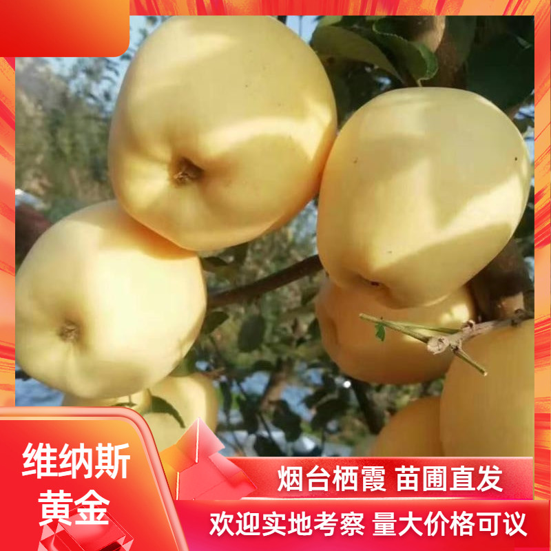 烟台栖霞维纳斯黄金苹果苗乔化矮化非奶油富士地栽盆栽南北种植图片