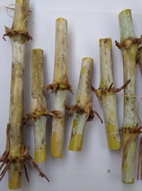 巨菌草新型皇竹草无毛甜象草3号紫色红象草苗玉米种节种子多年生