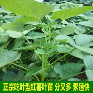 食用叶型红薯苗吃地瓜叶六鳌红蜜薯福薯18号紫番薯苕尖台农71蔬菜