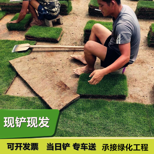 草皮真草坪带泥土果岭草四季青地毯草剪股颖带土庭院绿化马尼拉-封面