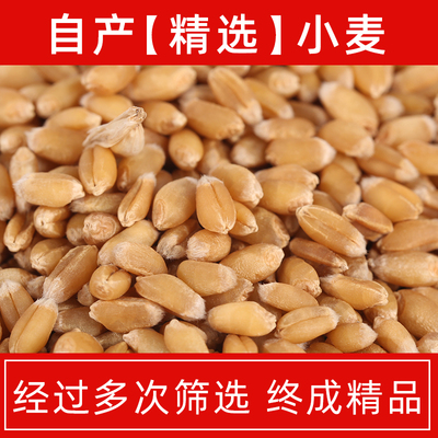 10斤2020新小麦粒麦子去皮
