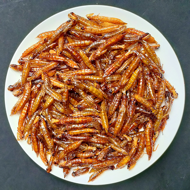 水蜻蜓蛹幼虫新鲜活体冷冻水虿水蝎子昆虫宴非油炸美食顺丰包邮