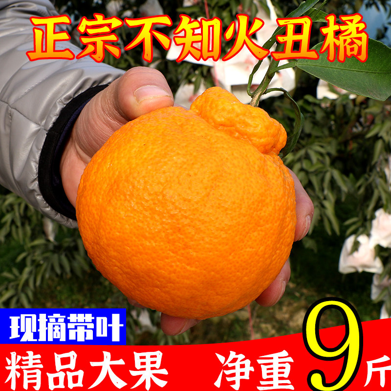 四川不知火丑橘丑哭橘甜丑桔子丑八怪当季水果新鲜5-10斤整箱包邮