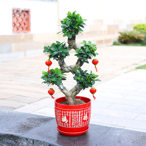 绿植造型人参榕常青好养榕树盆景