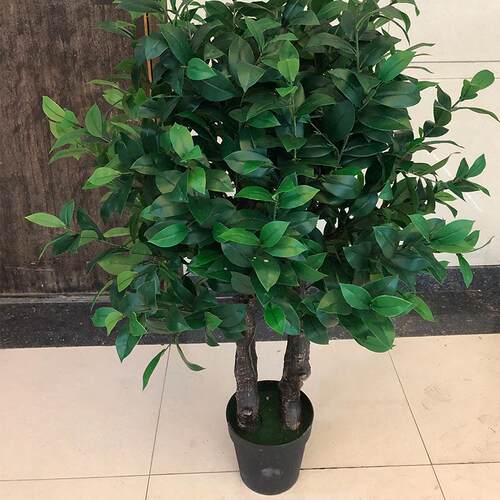 真植物油茶树茶绿植盆茶树栽室内XRS-232家居装饰摆件拍摄仿叶厂