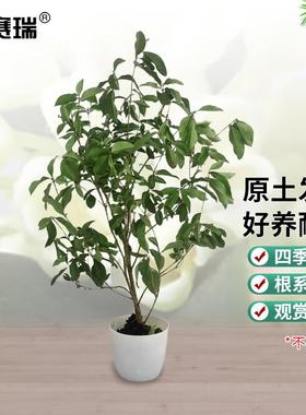 安赛瑞桂花树苗盆栽四季桂1棵粗约2cm高约40-50cm5H00035