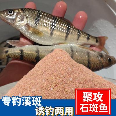 抖音爆款聚攻石斑鱼饵料湖库野钓溪鱼饵鱼料溪石班鱼石斑光唇鱼货
