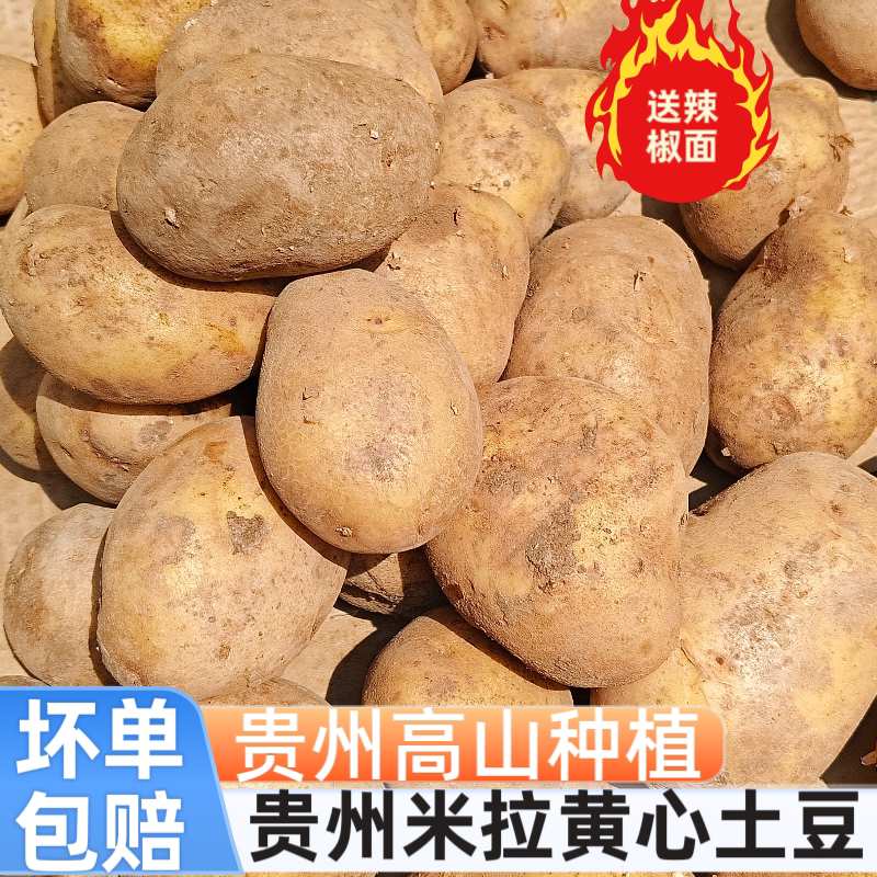 贵州纳雍威宁高山新鲜洋芋老品种米拉黄心现挖土豆马铃薯今日发
