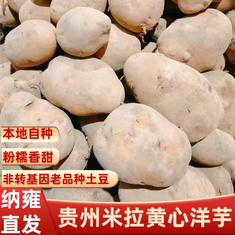 贵州纳雍高山米拉洋芋威宁本地农家自产马铃薯非转基因新黄心土豆